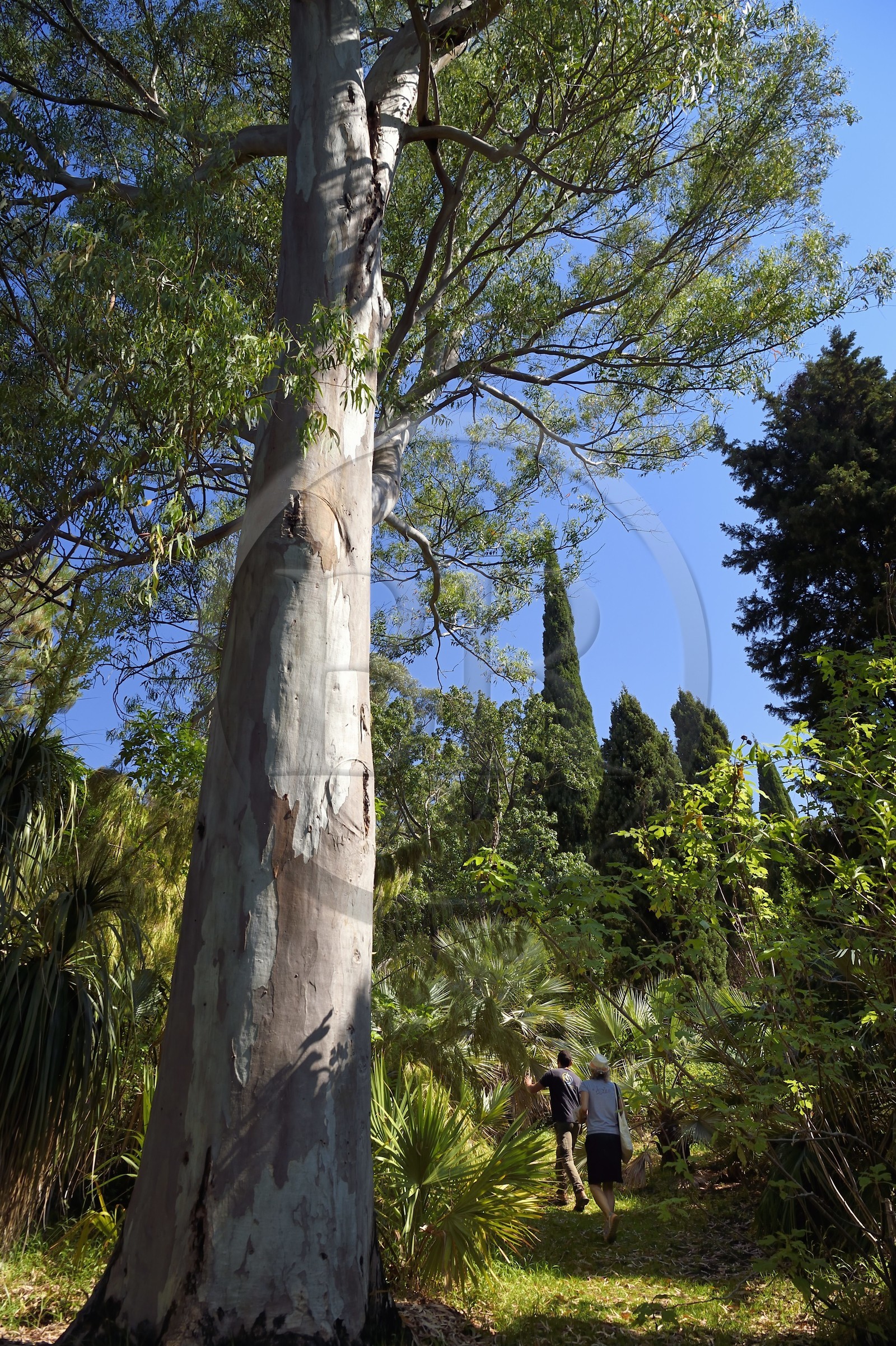 France, Var (83), Rayol-Canadel-sur-Mer, Domaine du Rayol, propriété du conservatoire du littoral mention obligatoire, le jardin des Méditerranées conçu par le paysagiste Gilles Clément, Jardin d'Amérique subtropicale, eucalyptus