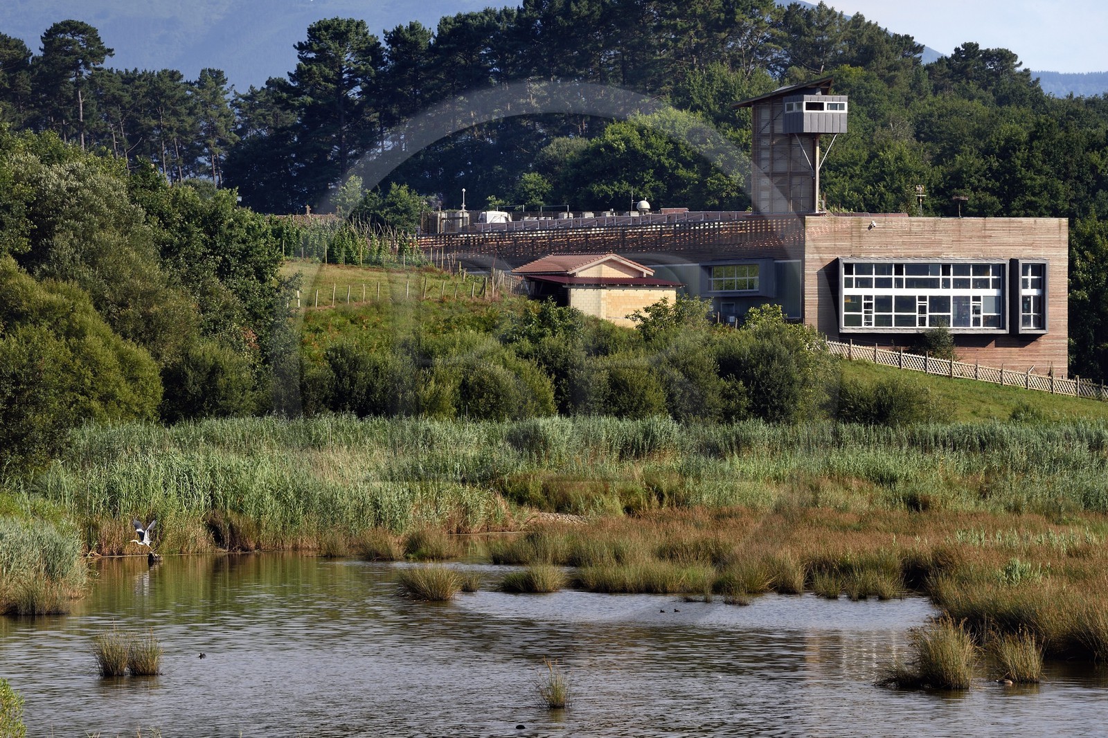 Espagne, Pays basque espagnol, Biscaye, région de Gernika-Lumo, Réserve de biosphère d'Urdaibai, Urdaibai Bird Center et héron cendré (Ardea cinerea) en vol