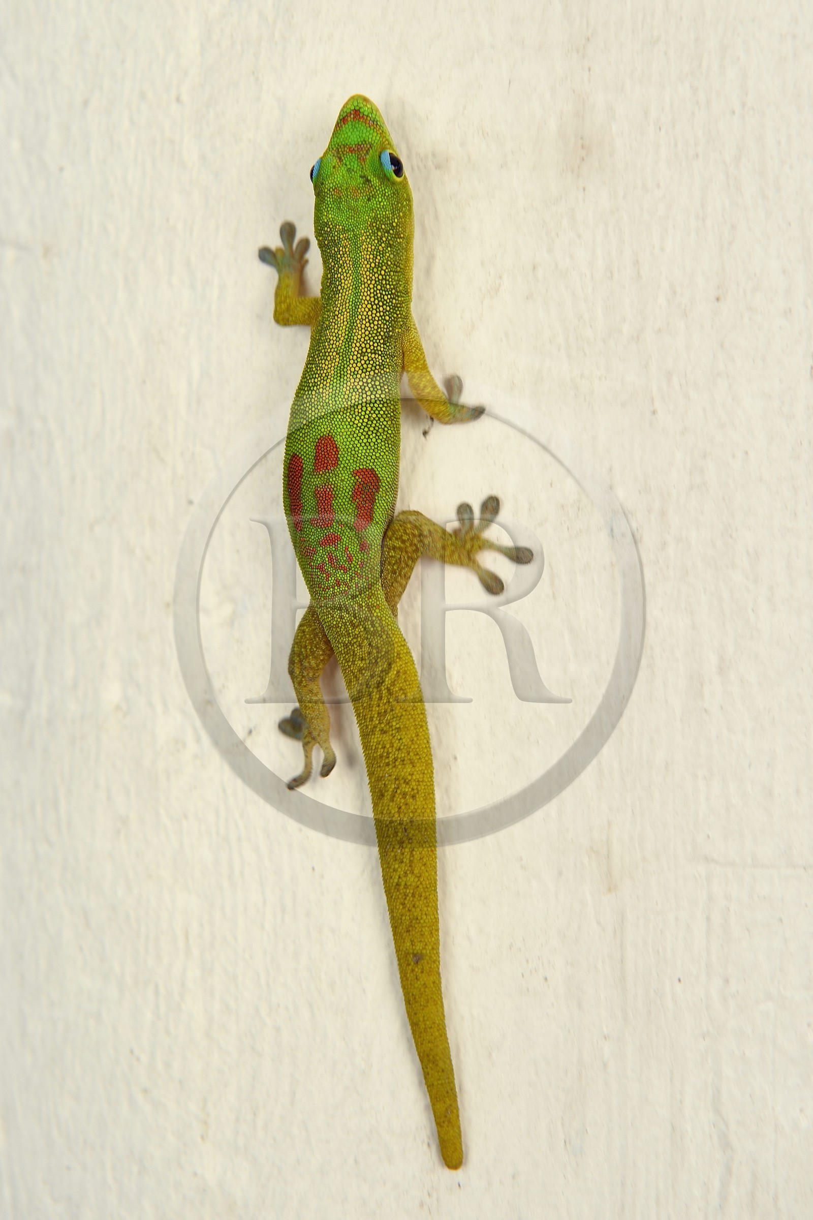 France, Ile de Mayotte, Grande-Terre, Nyambadao, Gecko diurne à poussière d'or (Phelsuma laticauda)