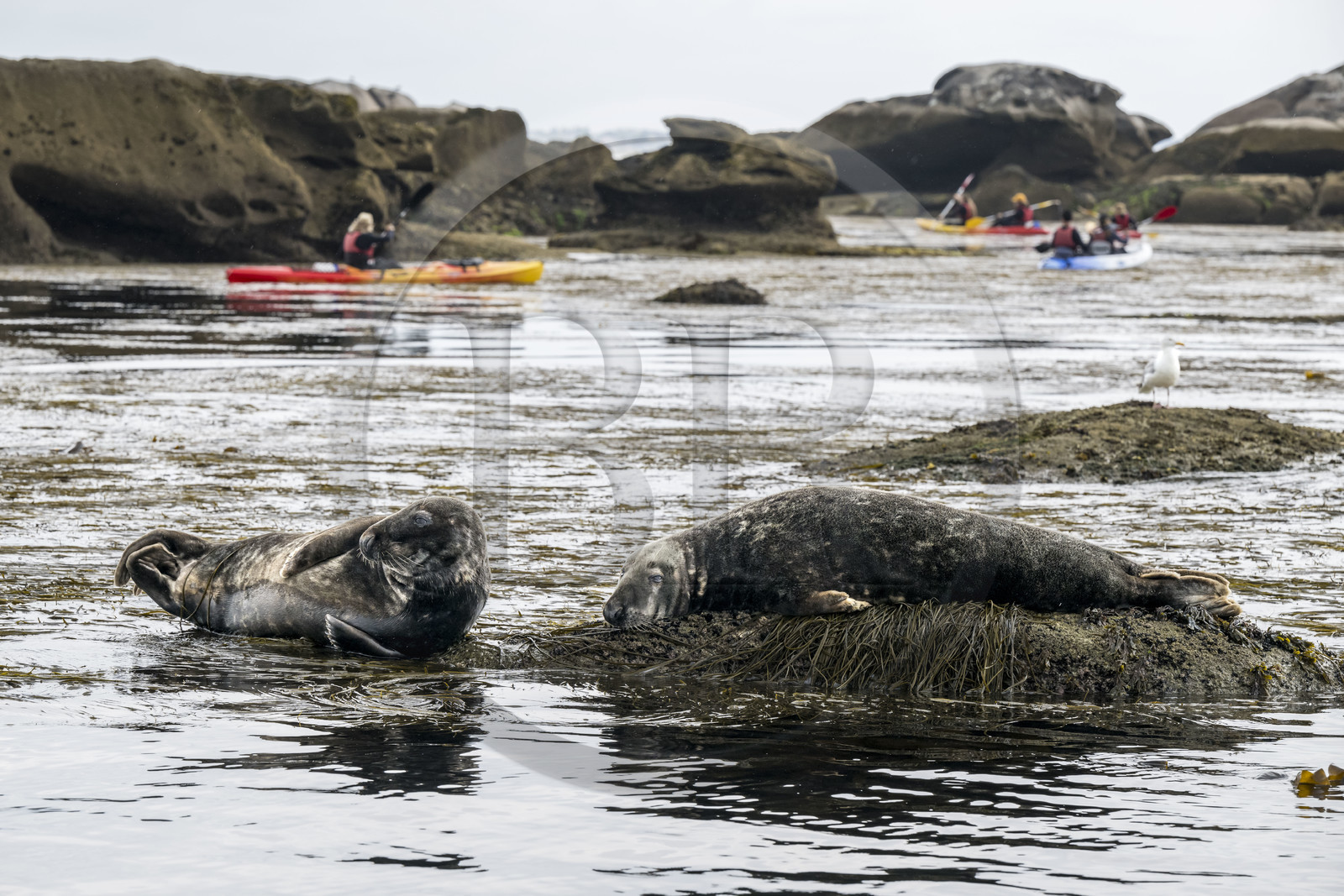 France, Finistère, Penmarch, Étocs archipelago, kayak trip from the Guilvinec Nautical Center to discover the gray seal (halichoerus grypus) in the rocks at low tide