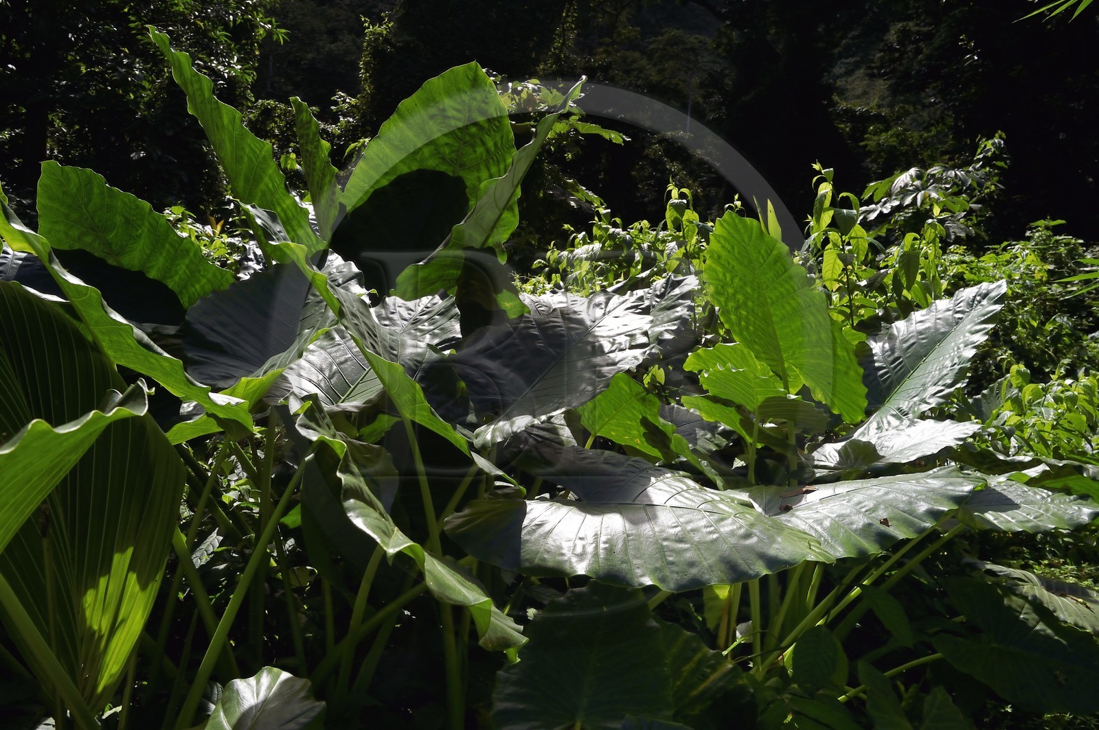 Caraïbes, Ile de la Dominique, sur le segment 13 du Waitukubuli National Trail dans le nord de l'île, plante appelé taro, songe, madère, racine madère, chou chine ou dachine