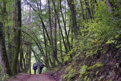 France, Bas-Rhin (67), Parc Naturel régional des Vosges du Nord, La Petite Pierre, sentier des Trois Roches vers le Rocher Blanc