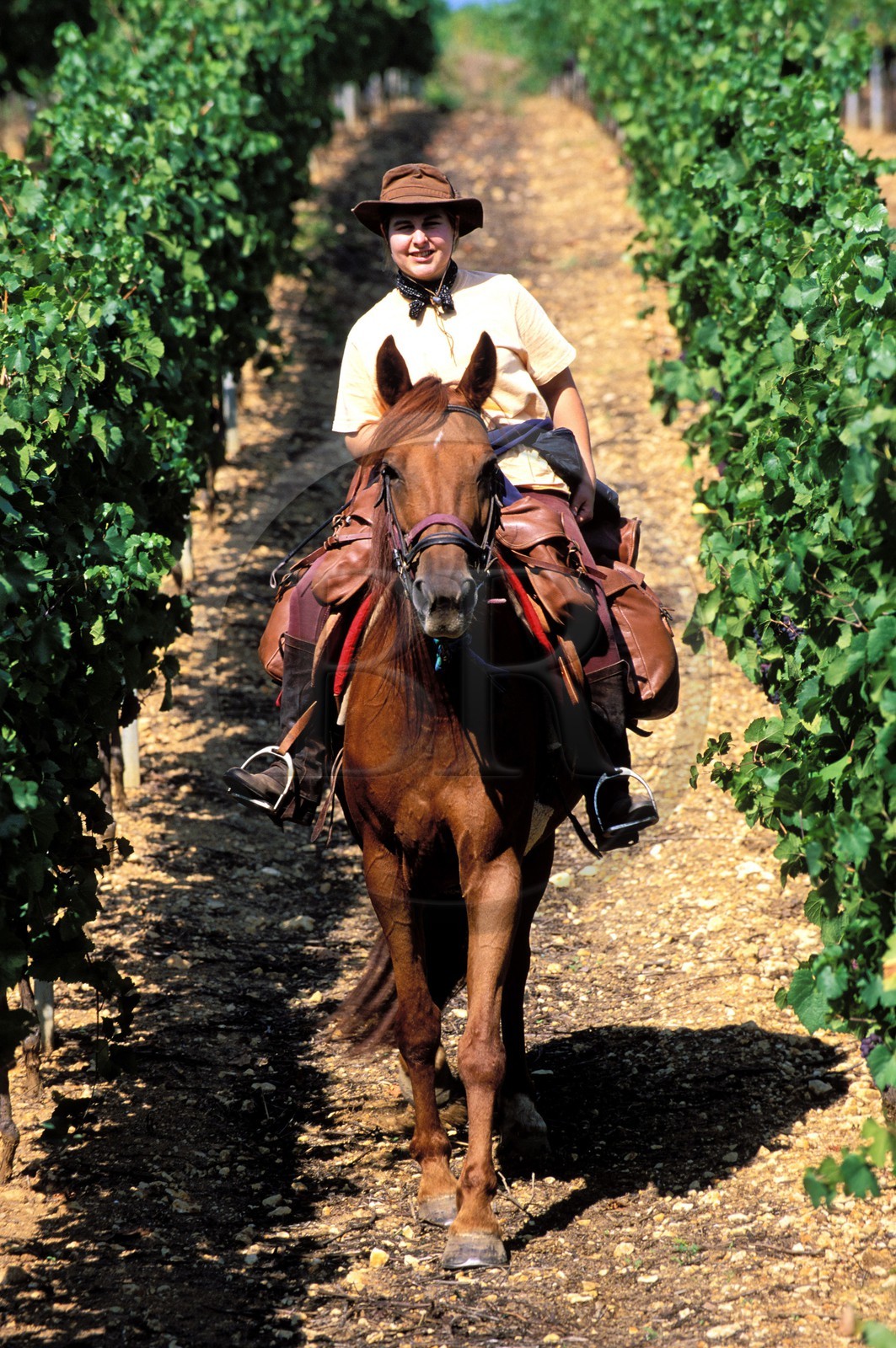 France, Haut Rhin, Eguisheim village, labelled Les Plus Beaux Villages de France (The Most Beautiful Villages of France), horse riding in the vineyards