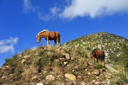 France, Ardèche (07), parc naturel régional des Monts d'Ardèche, Massif du Mézenc, chevaux au pied du Mont Gerbier-de-Jonc (1551 m)