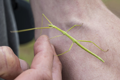 France, Côtes d'Armor (22), Grand Site de France Cap d'Erquy – Cap Fréhel, Fréhel, phasmes (Phasmida) à l'Anse du Croc