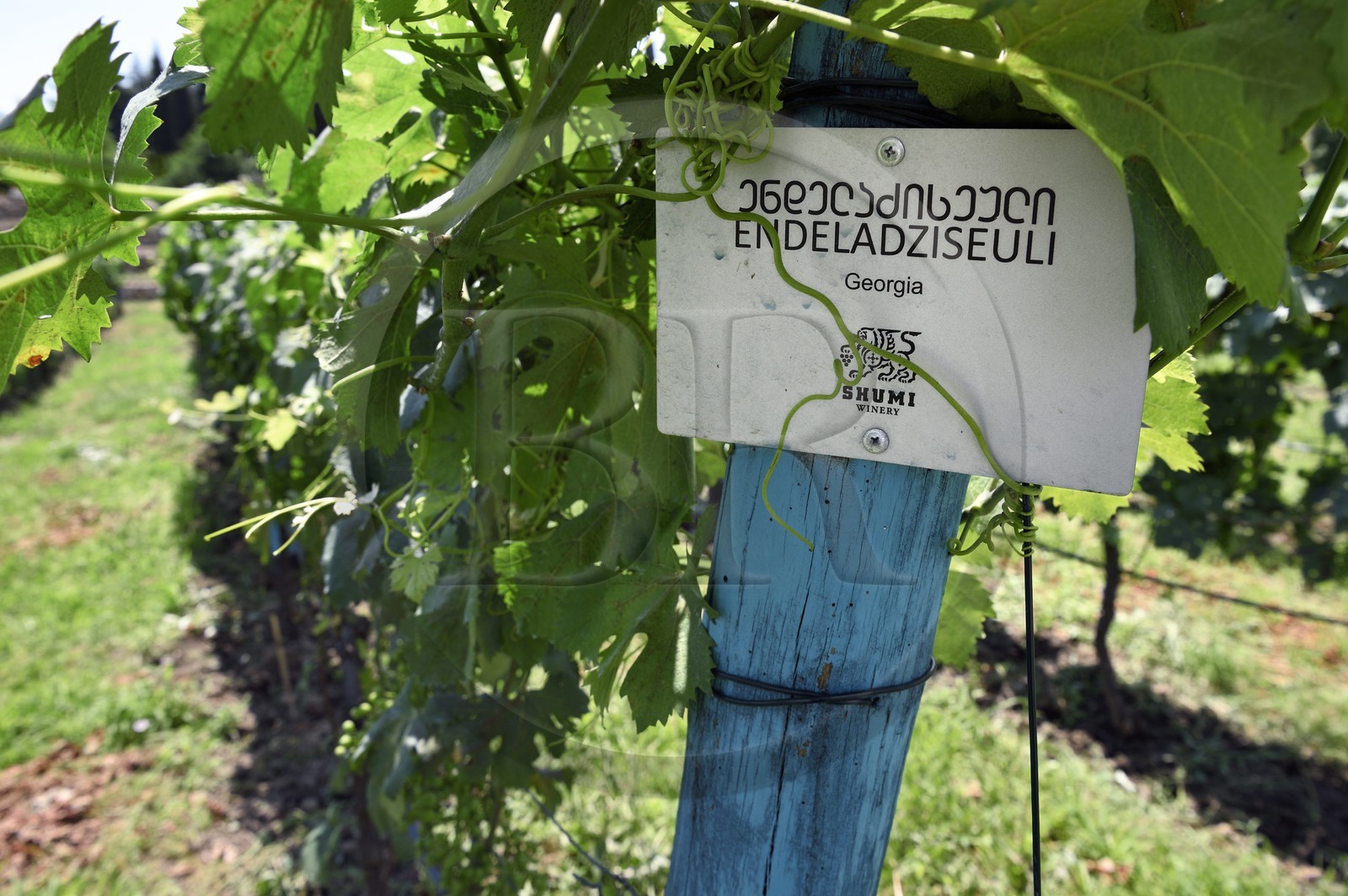 Géorgie, Kakheti, Telavi, domaine viticole Shumi