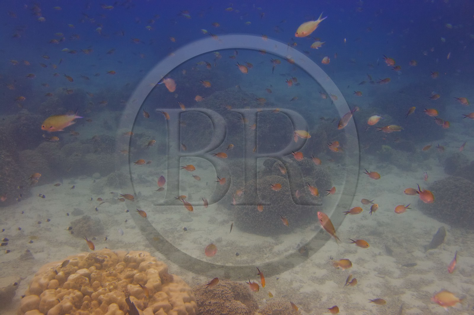 Tanzanie, archipel de Zanzibar, île de Unguja (Zanzibar), côte ouest, réserve naturelle de Chumbe Island Coral Park