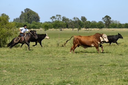 Argentine, province de Buenos Aires, San Antonio de Areco, estancia La Bamba de Areco, gauchos au travail pourchassant un taureau
