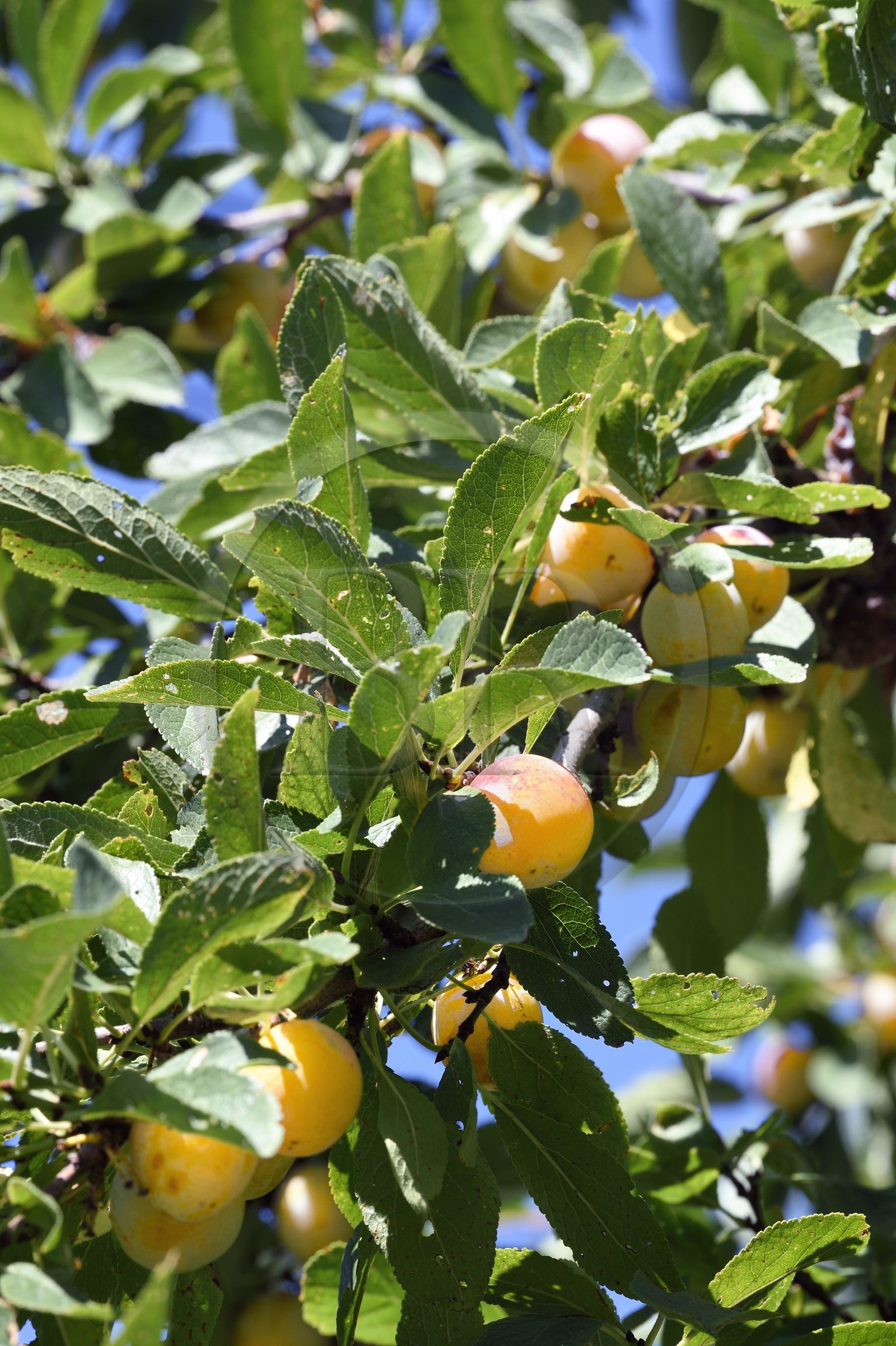 France, mirabellier qui est une variété de prunier, mirabelles dans l'arbre