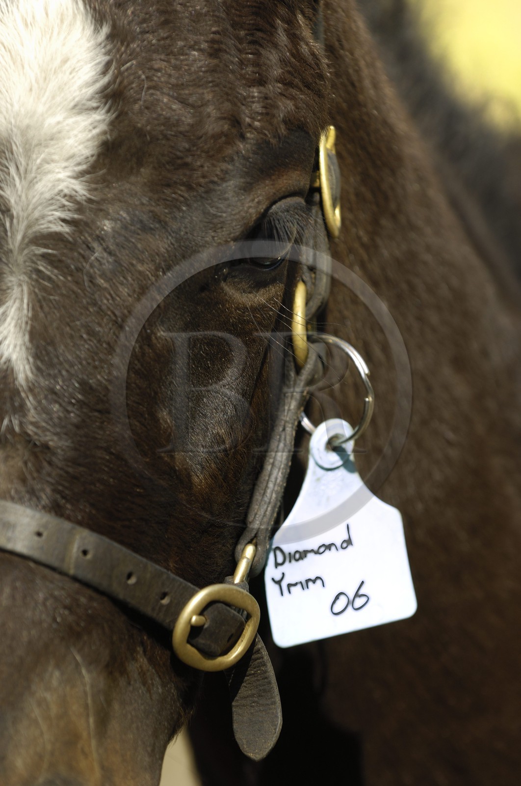 Irlande, Co. Kildare, Maynooth, harras de Moyglare (Stud)