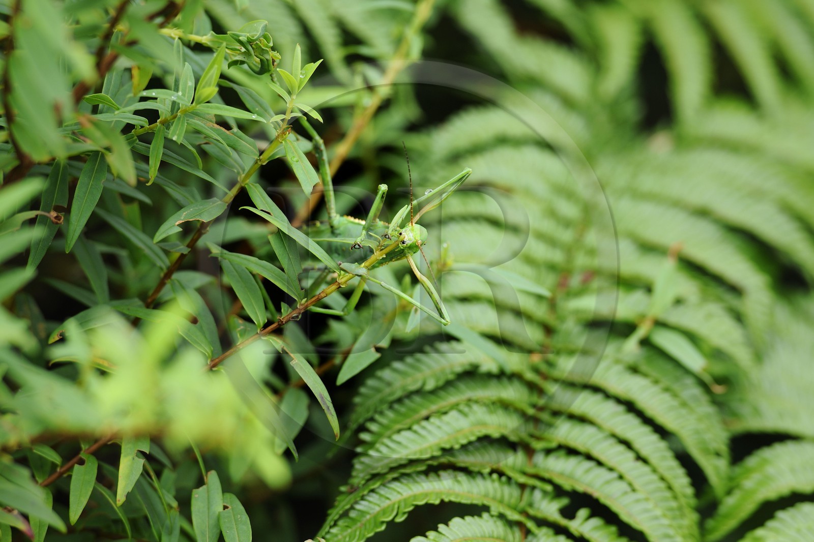 France, île de la Réunion, mante religieuse (Mantis religiosa)