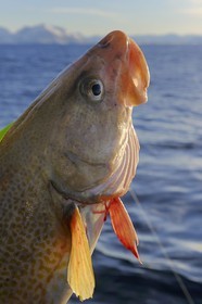 Norvège, Nordland, Iles des Westeralen, région de Myre, pêche d'un cabillaud skrei