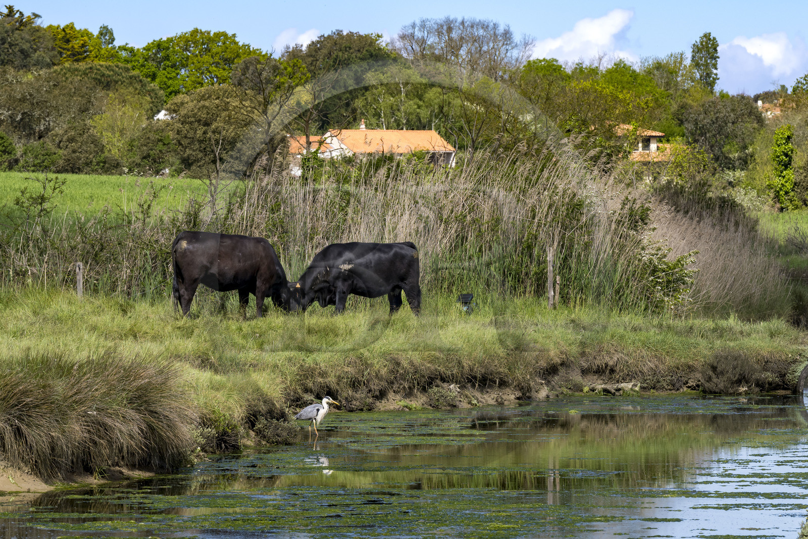 France, Vendée (85), Talmont-Saint-Hilaire, héron cendré en bordure des anciens marais salants de la Guittière