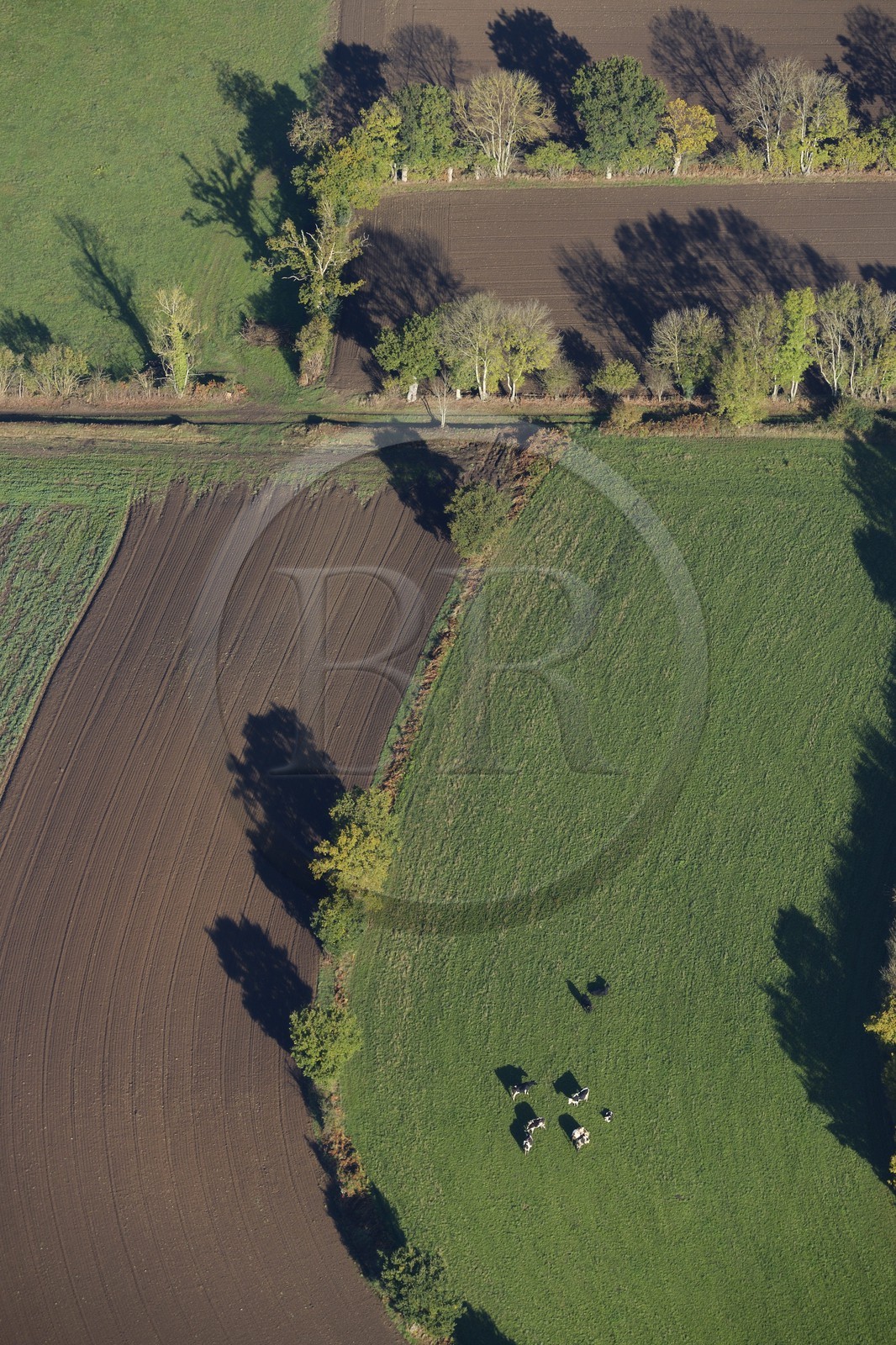 France, Calvados, Condé-sur-Noireau, fields and cows (aerial view)