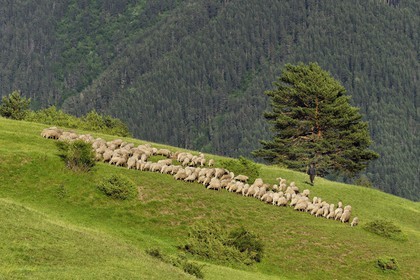 Géorgie, Kakheti, Parc national de Touchétie, Omalo, berger et son troupeau de moutons