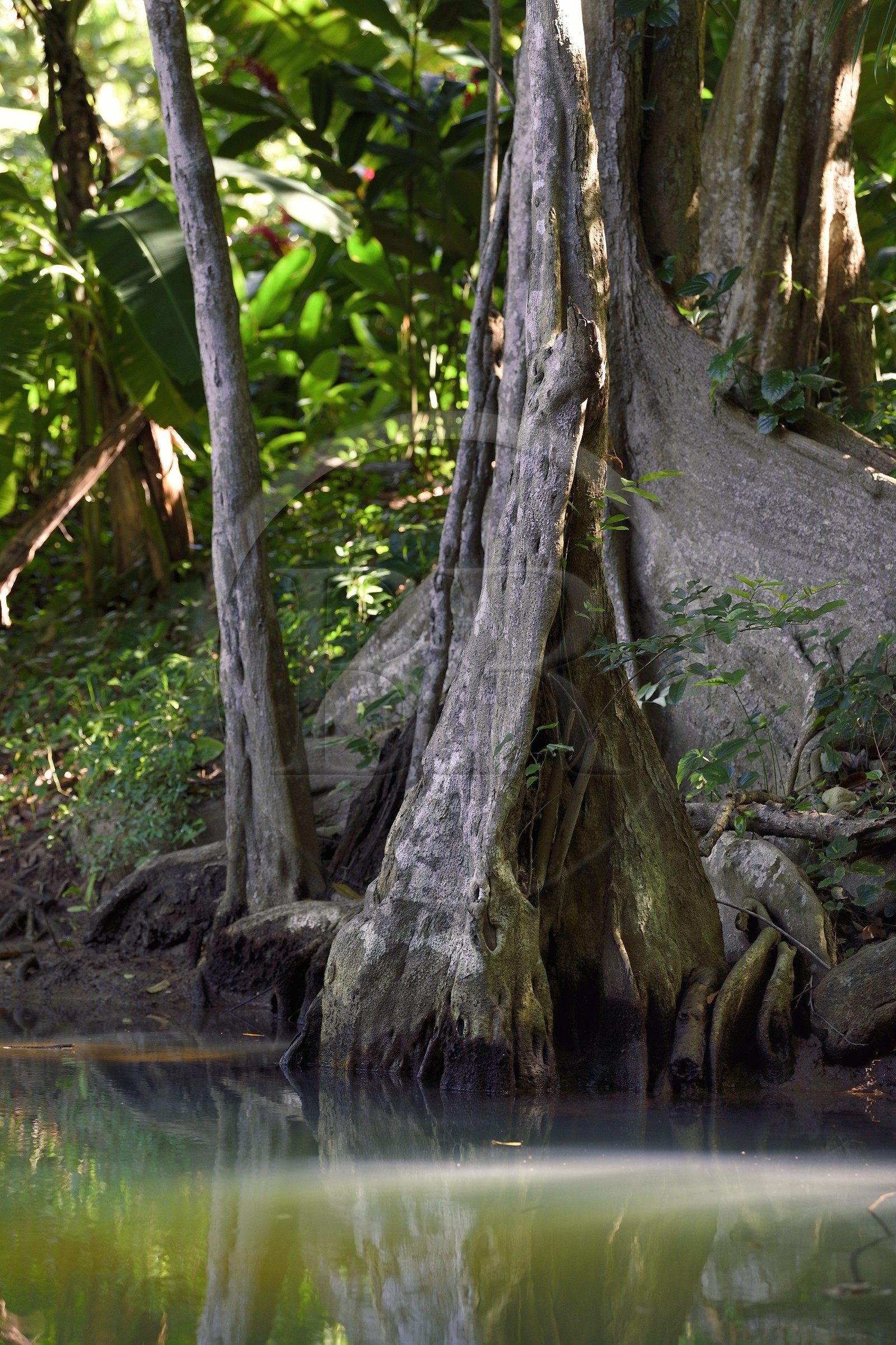 Caraïbes, Ile de la Dominique, Portsmouth, les rives de l'Indian River, sang-dragon (Pterocarpus officinalis)