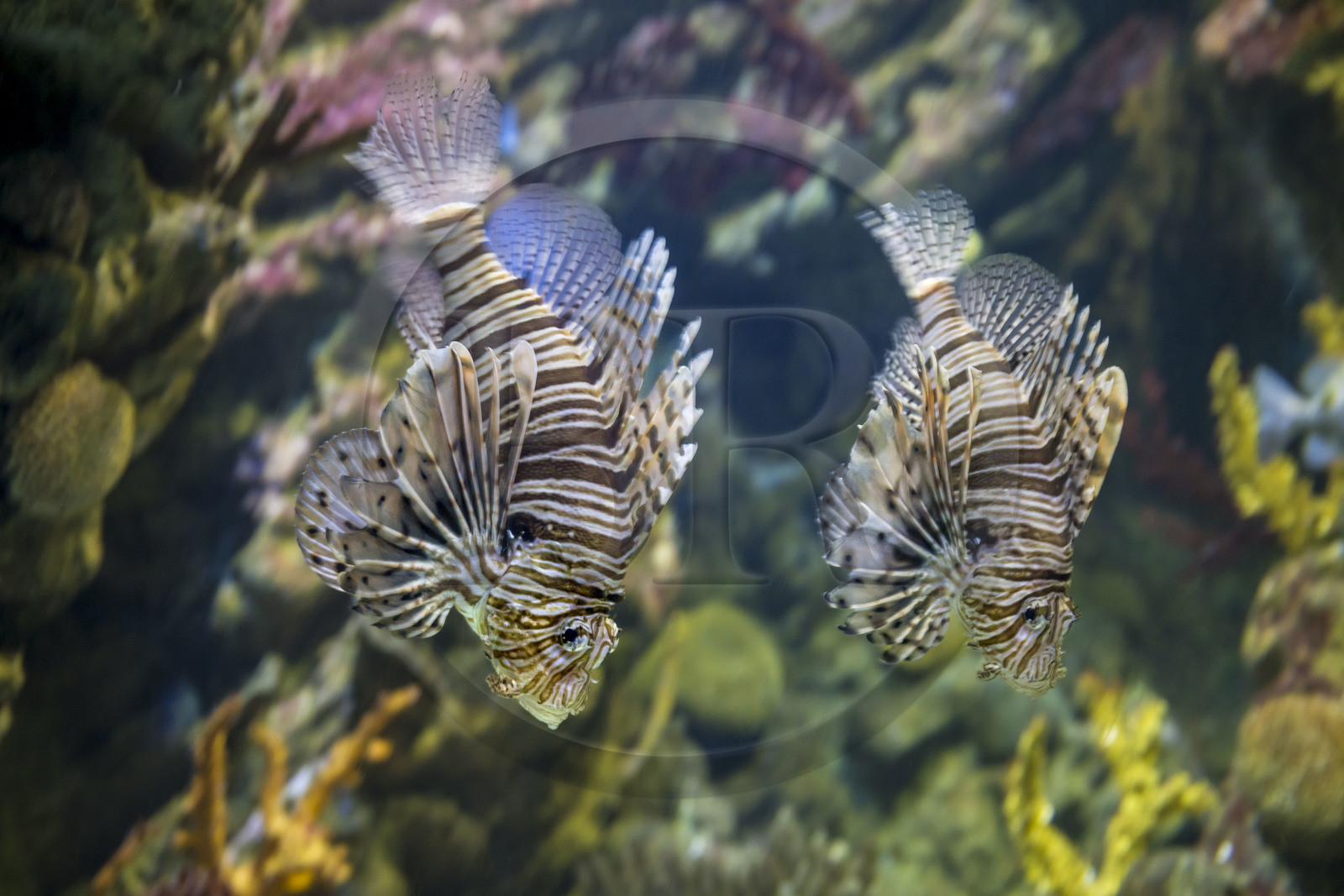 Espagne, Catalogne, Barcelone, Port Vell, l'aquarium, rascasse volante (Pterois miles) aussi appelé Poisson-scorpion