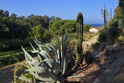 France, Var, Le Rayol Canadel sur Mer, Domaine du Rayol, Conservatoire du Littoral Estate compulsory mention, Jardin des Mediterranees designed by landscaper Gilles Clément, the Arid American Garden