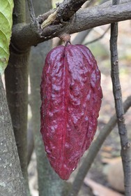 France, Ile de la Reunion, Saint Pierre, Jardin Botanique du Domaine du Café Grillé, cabosse de cacaoyer