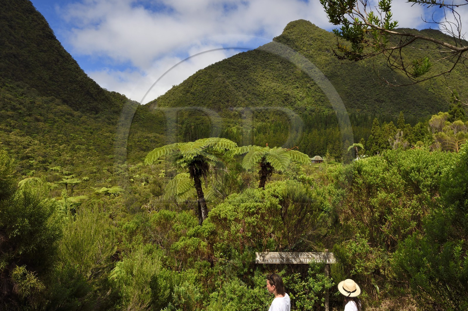 France, Ile de la Reunion, Saint Benoit, Parc national de La Reunion, classé Patrimoine Mondial de l'UNESCO, foret de Bébour, fougères arborescentes