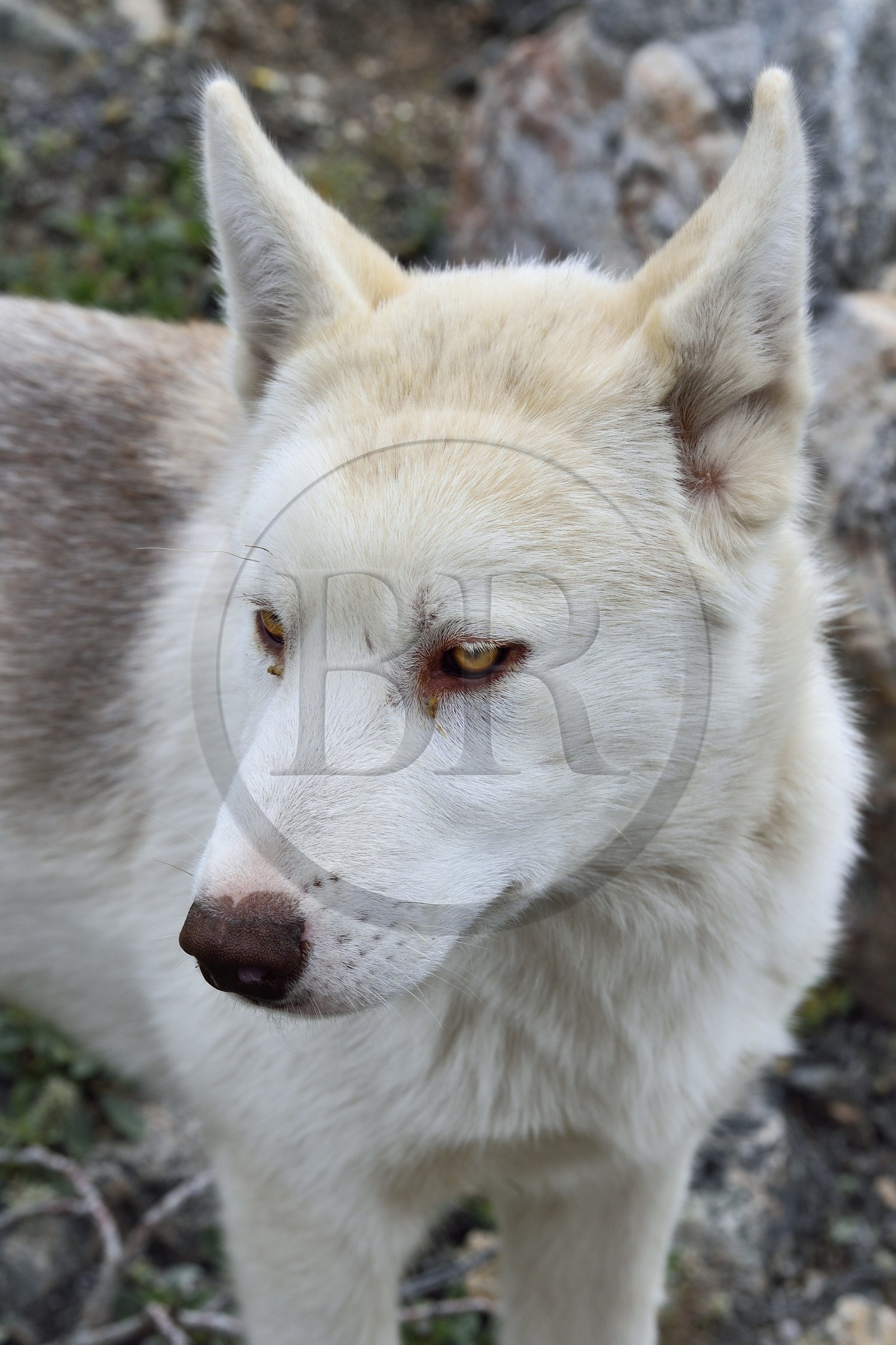 Greenland, west coast, Uummannaq, sled dog