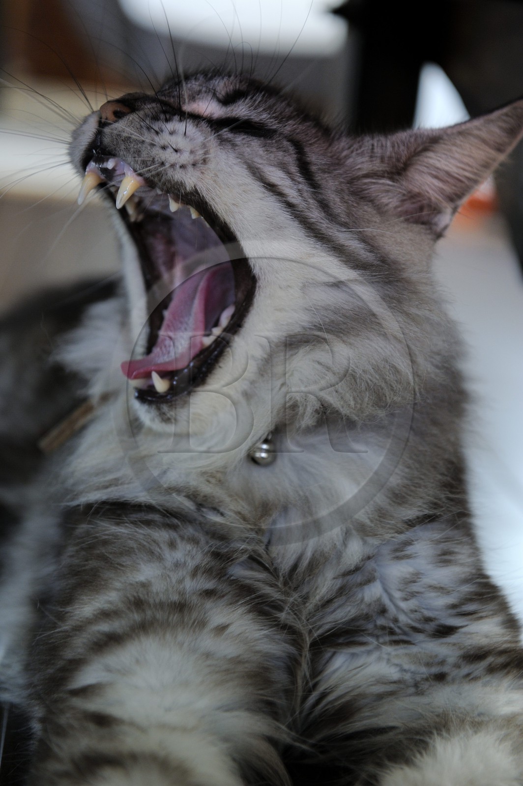 France, Ile de la Reunion, chat Main coon