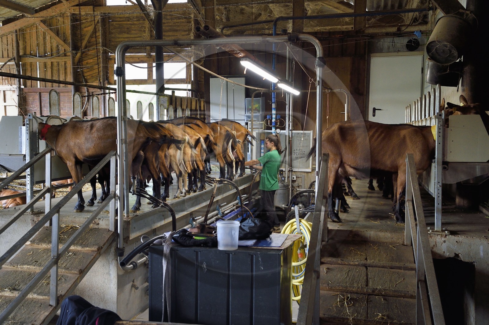 France, Var (83), La Dracénie, village de Châteaudouble, ferme fromagère La Pastourelle, la traite des chèvres