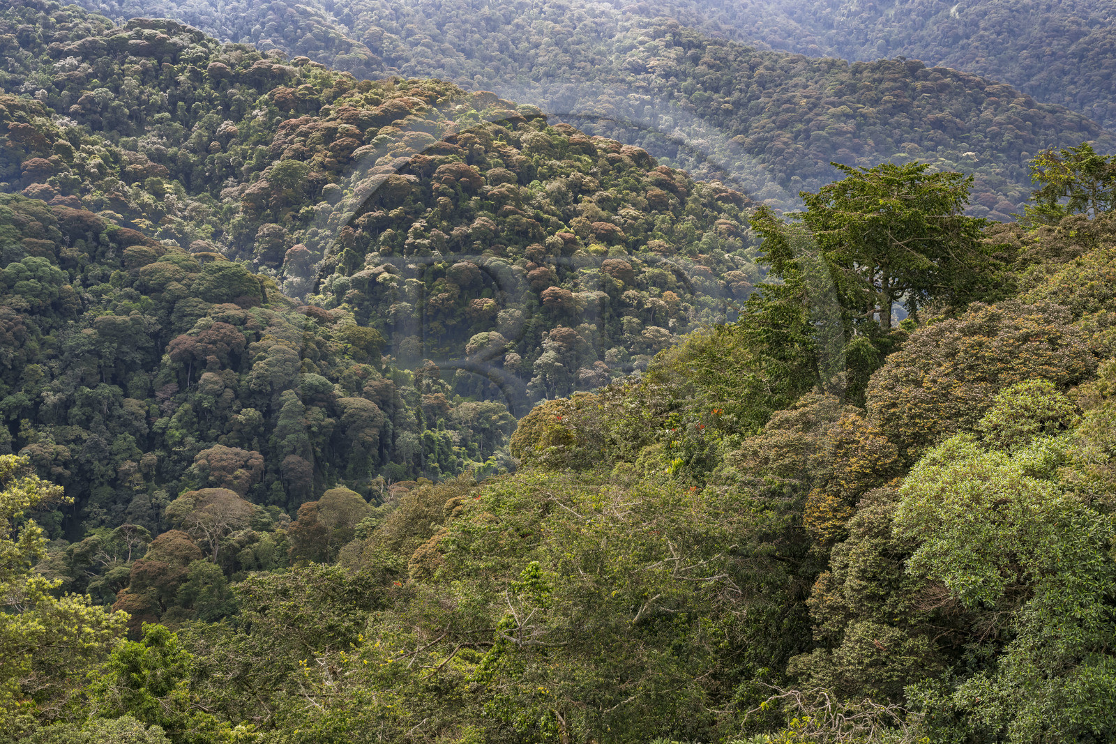 Rwanda, Province de l’Ouest, Colline Ibanda à Uwinka, Parc national de Nyungwe, la canopé vue depuis le Canopy walkway dans la forêt tropicale