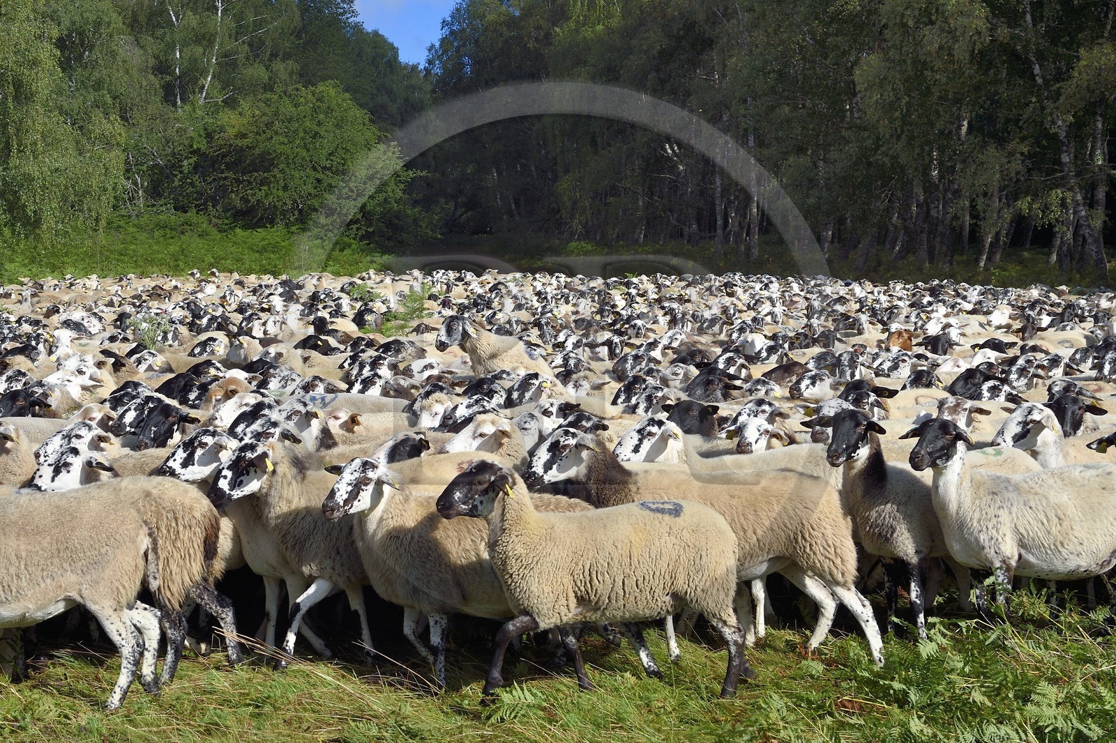 France, Puy-de-Dôme (63), Parc Naturel Régional des Volcans d'Auvergne, Chaine des Puys classée Patrimoine Mondial de l’UNESCO, troupeau de brebis Rava dans la forêt au pied du volcan Puy de Dôme