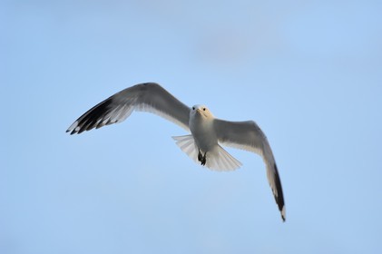 Norvège, Hordaland, Bergen, mouette