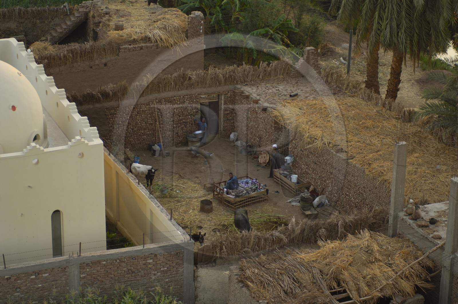 Egypt, Upper Egypt, Nile Valley, Luxor, a farm of the West bank (aerial view)