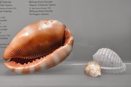 France, Charente-Maritime (17), La Rochelle, le Muséum d'histoire naturelle (muséum Lafaille), collection de cones du 1er étage, mollusque gastéropode Cassidae à gauche et mollusque gastéropode Tonnidae à droite (Mayotte)