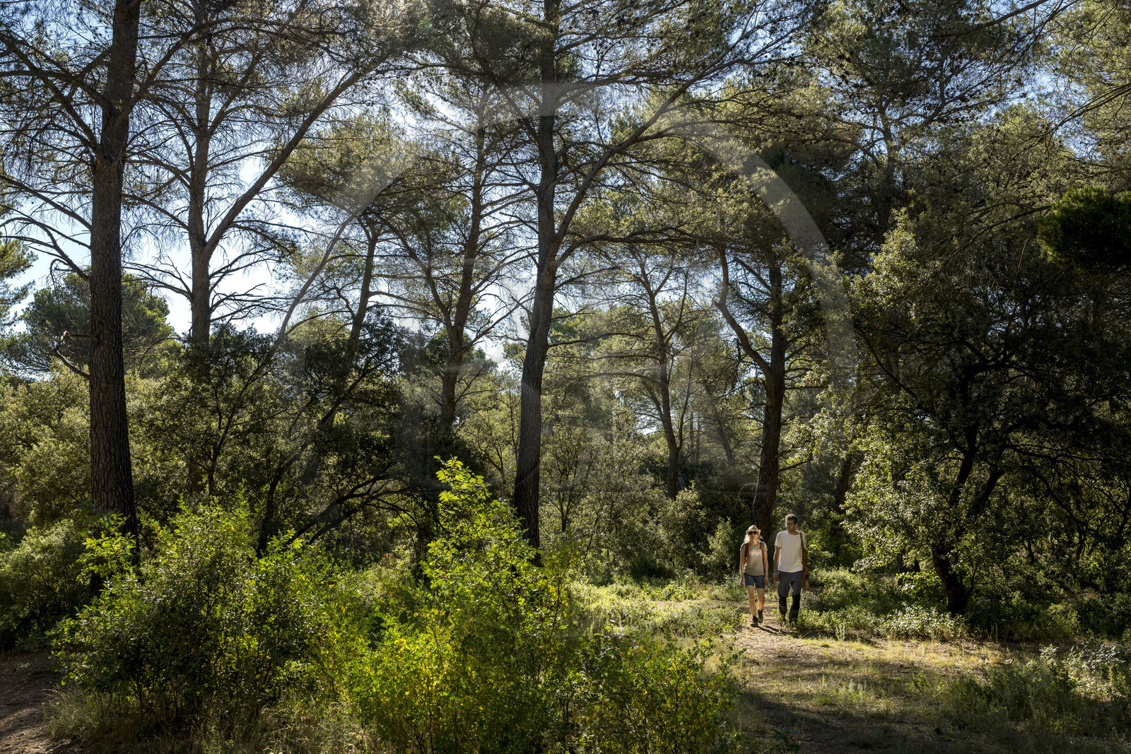 France, Bouches du Rhone, Aix en Provence, hikers on the Bibemus plateau