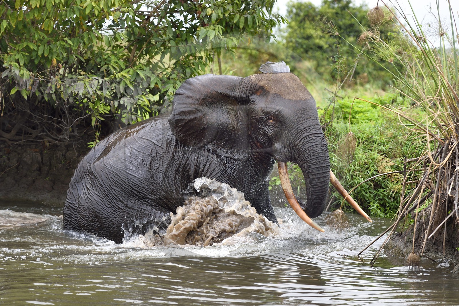 Gabon, Ogooue-Maritime Province, Loango National Park, Akaka site in the Fernan Vaz Lagoon, African forest elephant (Loxodonta cyclotis) crossing a river