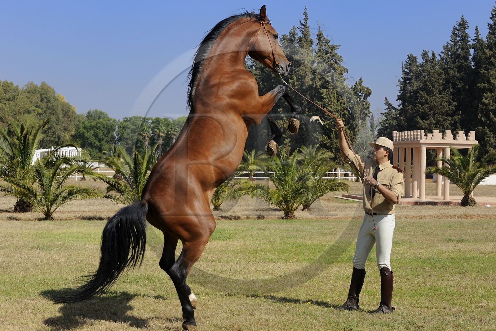 Morocco, Meknes Tafilalet Region, Royal Stud farm of Meknes, thoroughbred Arabian Barb horse