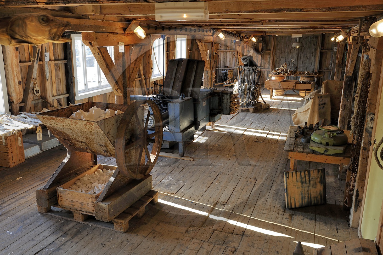 Norvège, Nordland, Iles Lofoten, commune de A (Å) à l'extrémité de Moskenesoy, musée de la pêche, ancienne salle de transformation de la morue