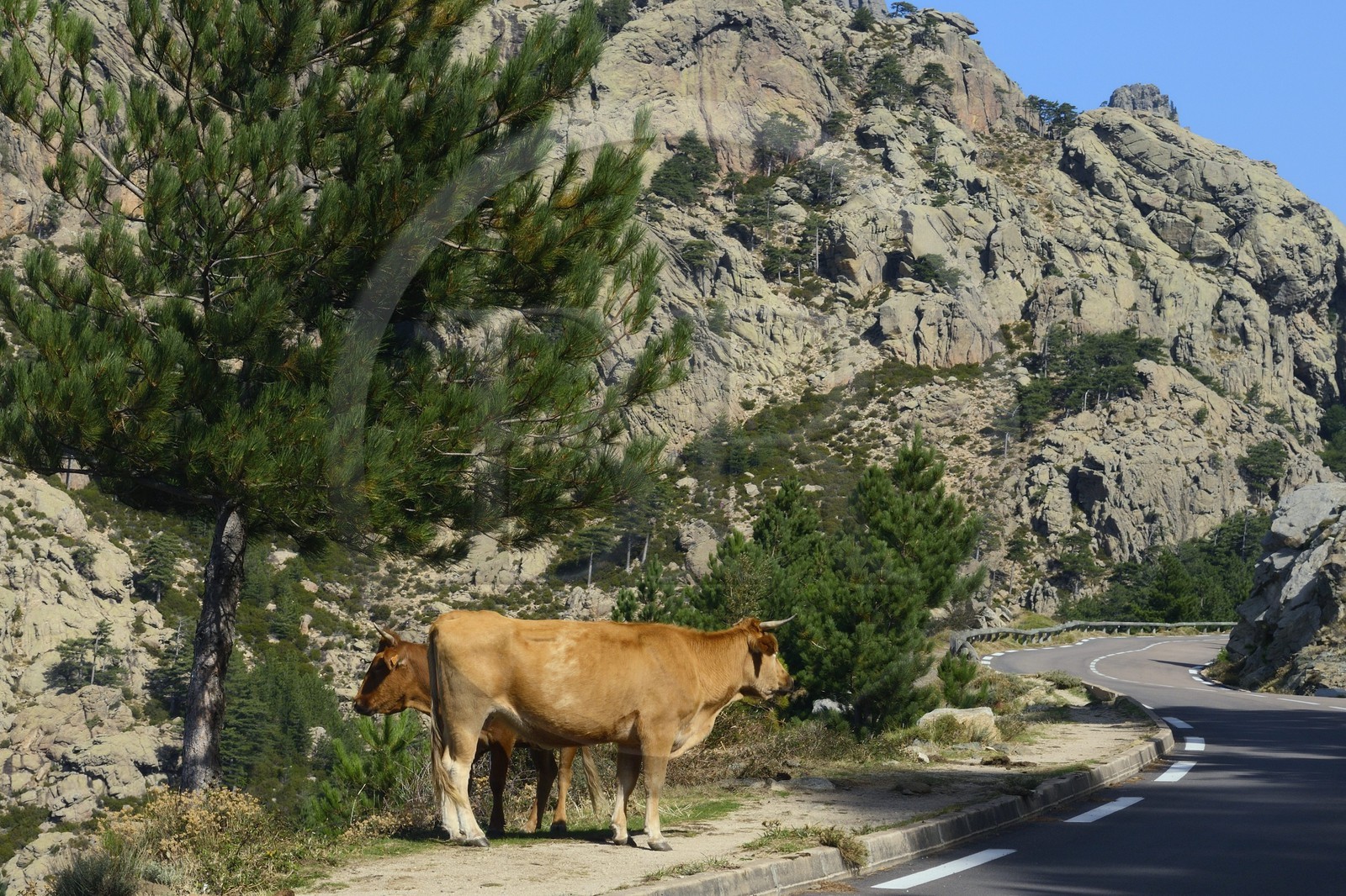France, Corse-du-Sud (2A), Alta Rocca, Aiguilles de Bavella, route qui mêne au Col de Bavella