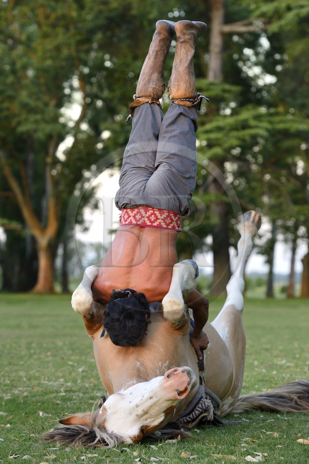 Argentine, province de Buenos Aires, San Antonio de Areco, estancia La Bamba de Areco, demonstration du savoir-faire d'un cavalier amerindien avec son cheval