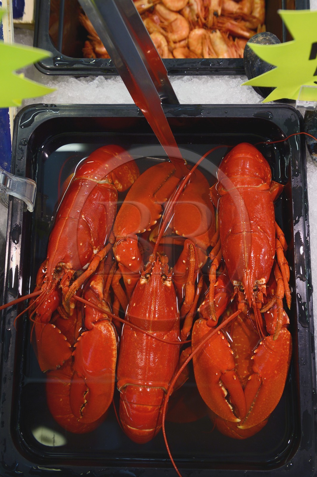 Suède, Västra Götaland, Göteborg (Gothenburg), l'Eglise du poisson (marché de poisson couvert) Feskekörka, homards