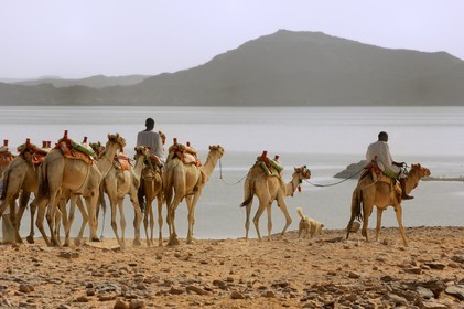 Egypte, Haute Egypte, Lac Nasser, désert de Nubie, site de Ouadi es-Seboua ou vallée des lions, caravane de dromadaires