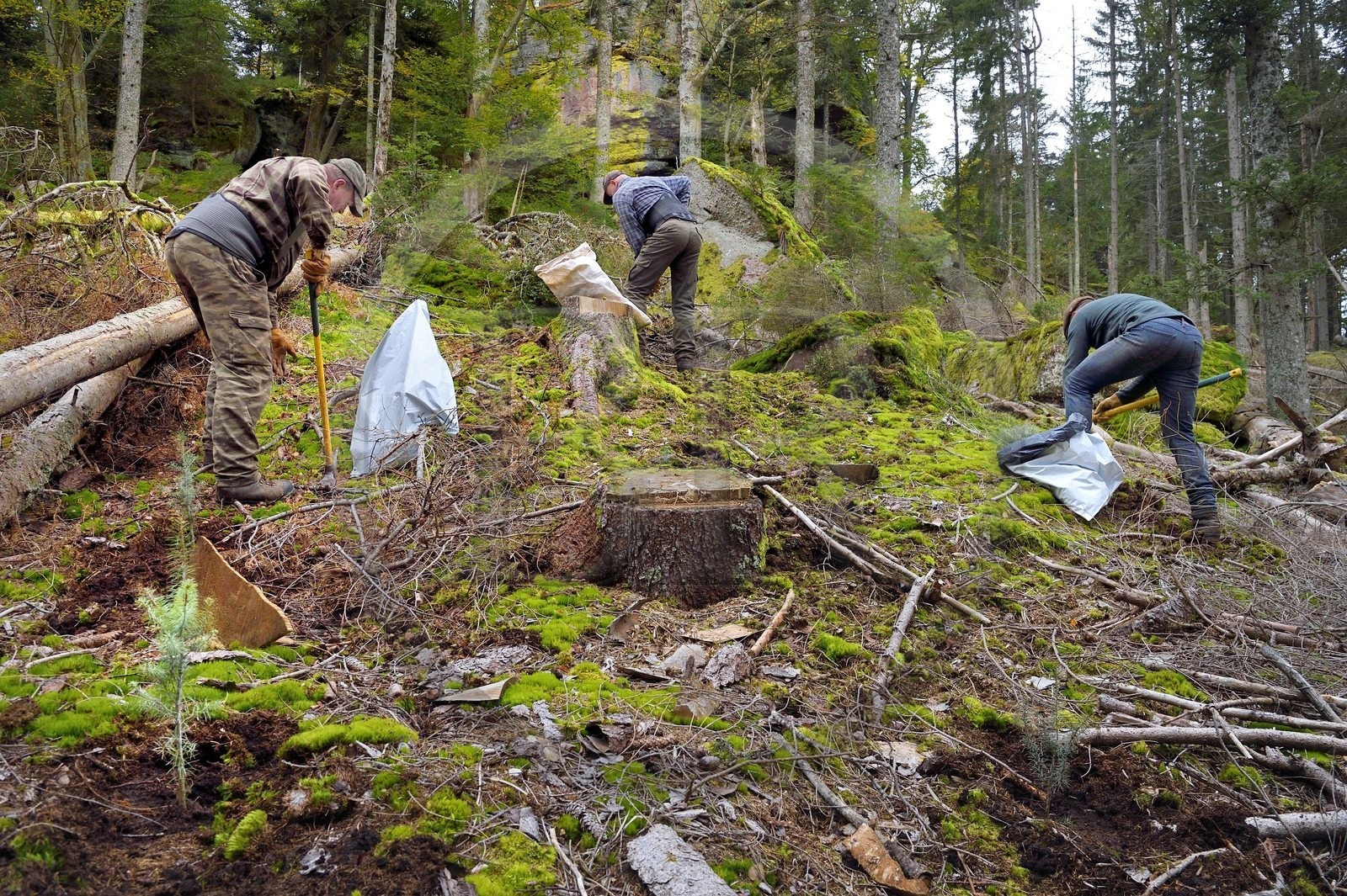 France, Haut-Rhin (68), Thannenkirch, massif du Taennchel, trois bucherons communaux plantant des pins Douglas autours du Rocher des Géants
