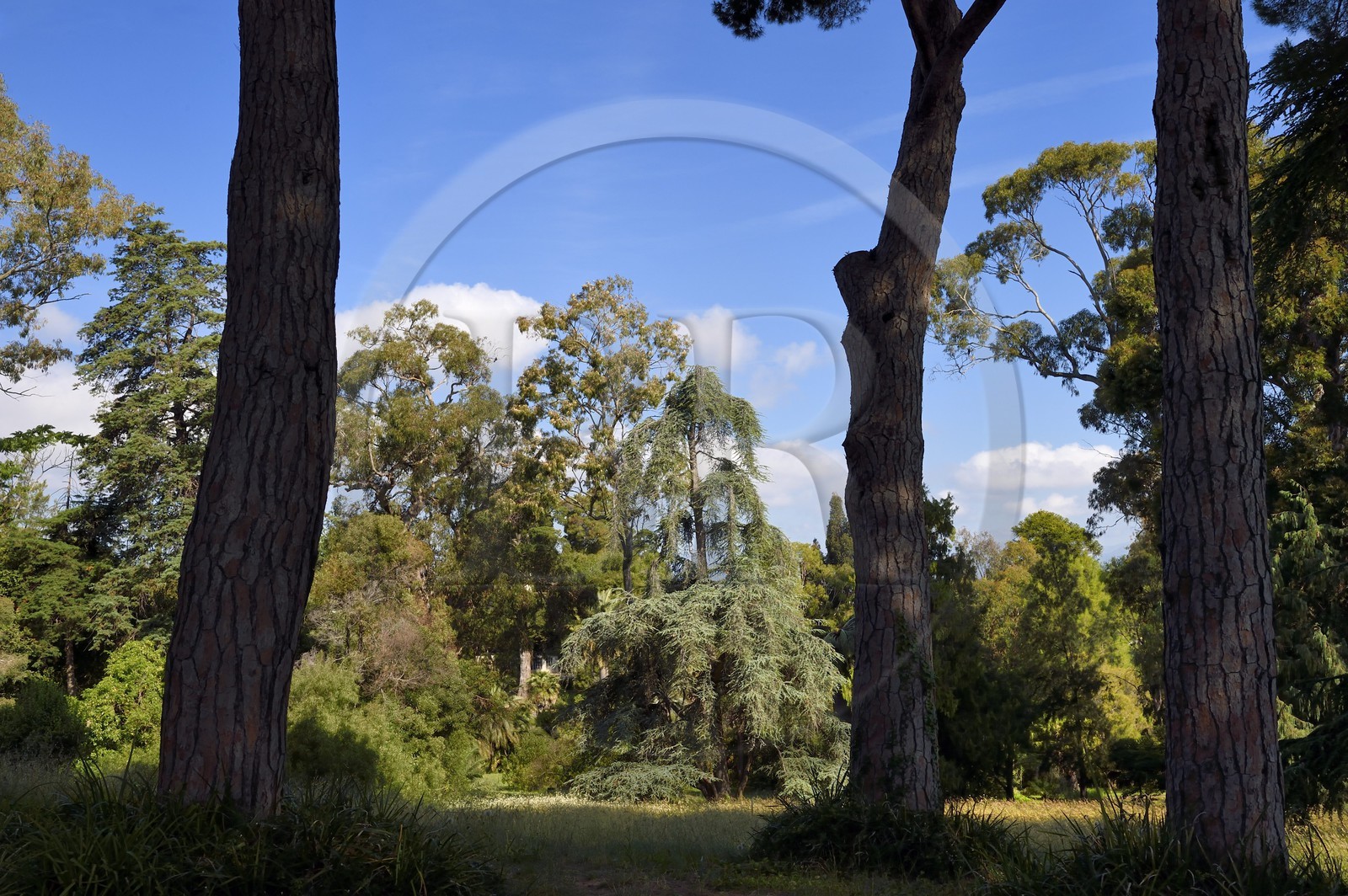France, Alpes-Maritimes (06), Antibes, Jardin botanique de la Villa Thuret