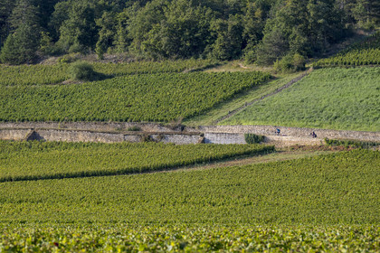 France, Cote d'Or, Climats terroirs of Burgundy listed as World Heritage by UNESCO, Route des Grands Crus, Cote de Beaune vineyard, Savigny-les-Beaune, cyclists in the vineyard