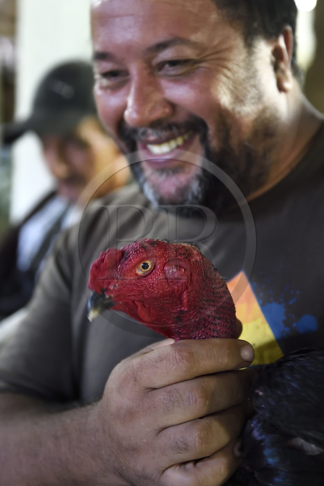 France, Ile de la Reunion, Petit Tampon, combat de coqs dans le Rond de Coq