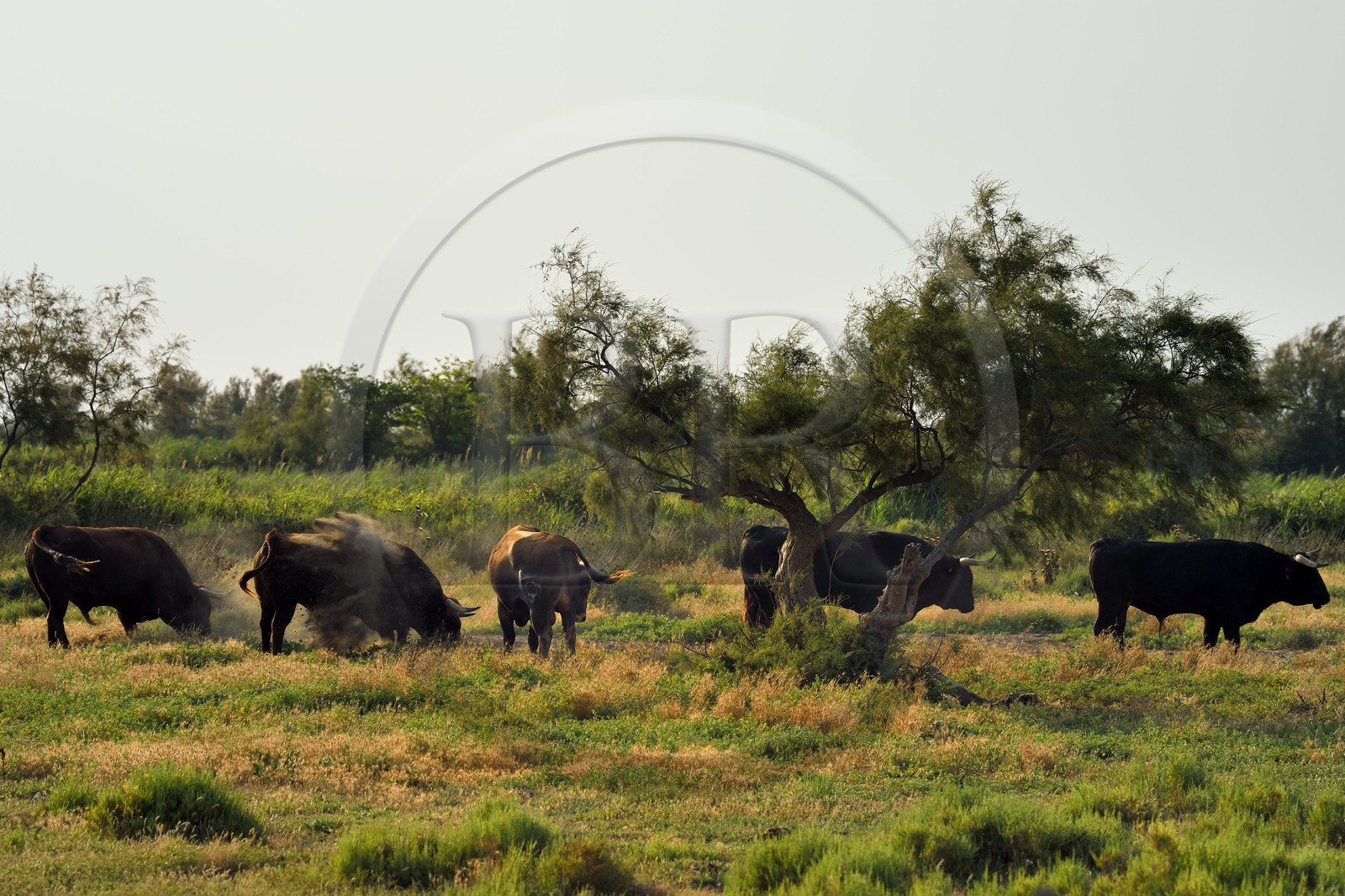 France, Bouches du Rhone, Parc naturel regional de Camargue (Regional Natural Park of Camargue), Vaccares pond, Brava cattle breed, breeding by ganaderias of so-called Spanish bulls for bullfights