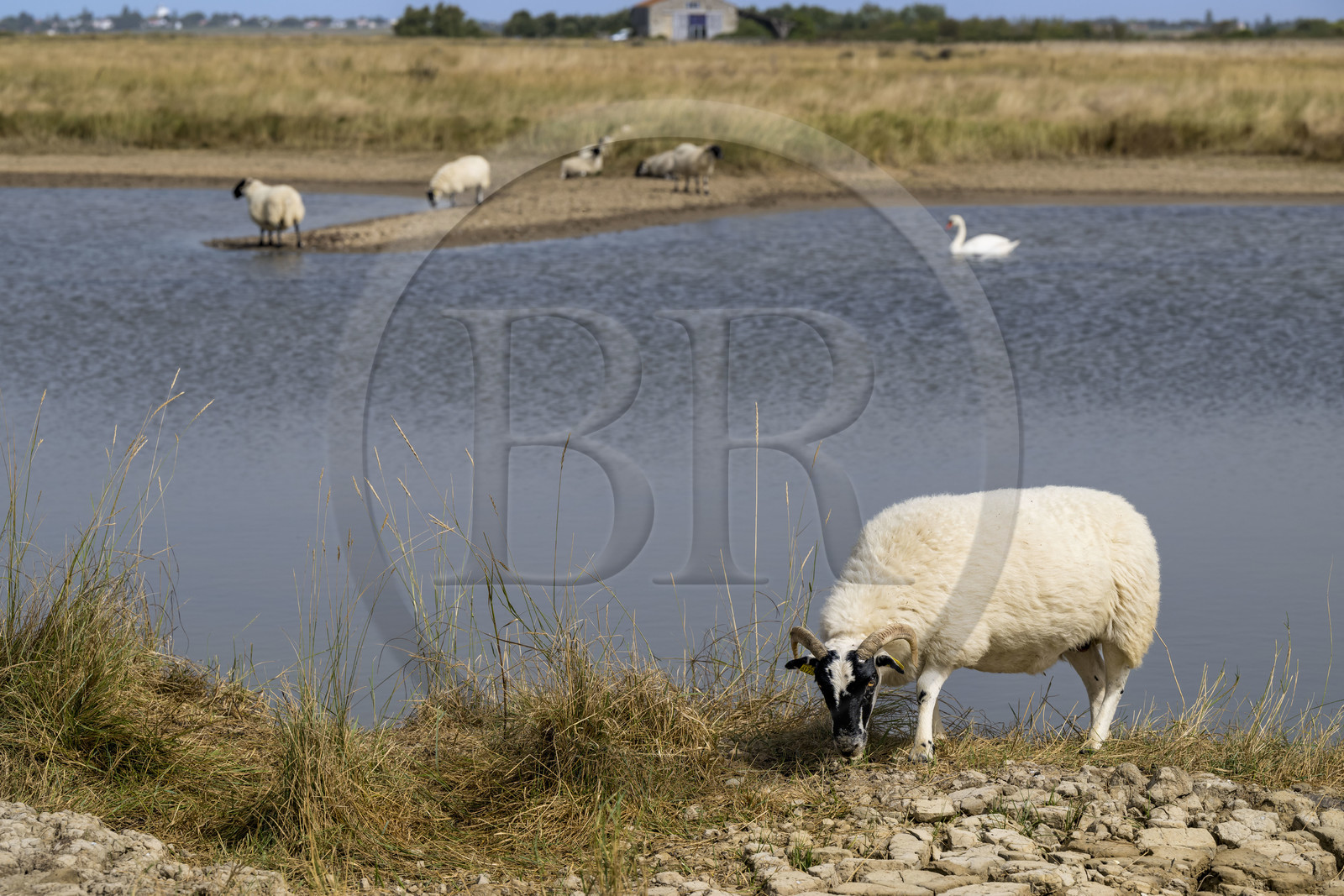 France, Charente Maritime, Saintonge, Saint-Froult, Moeze-Oléron nature reserve in the Brouage marsh area, Scottish Blackface sheep breeding