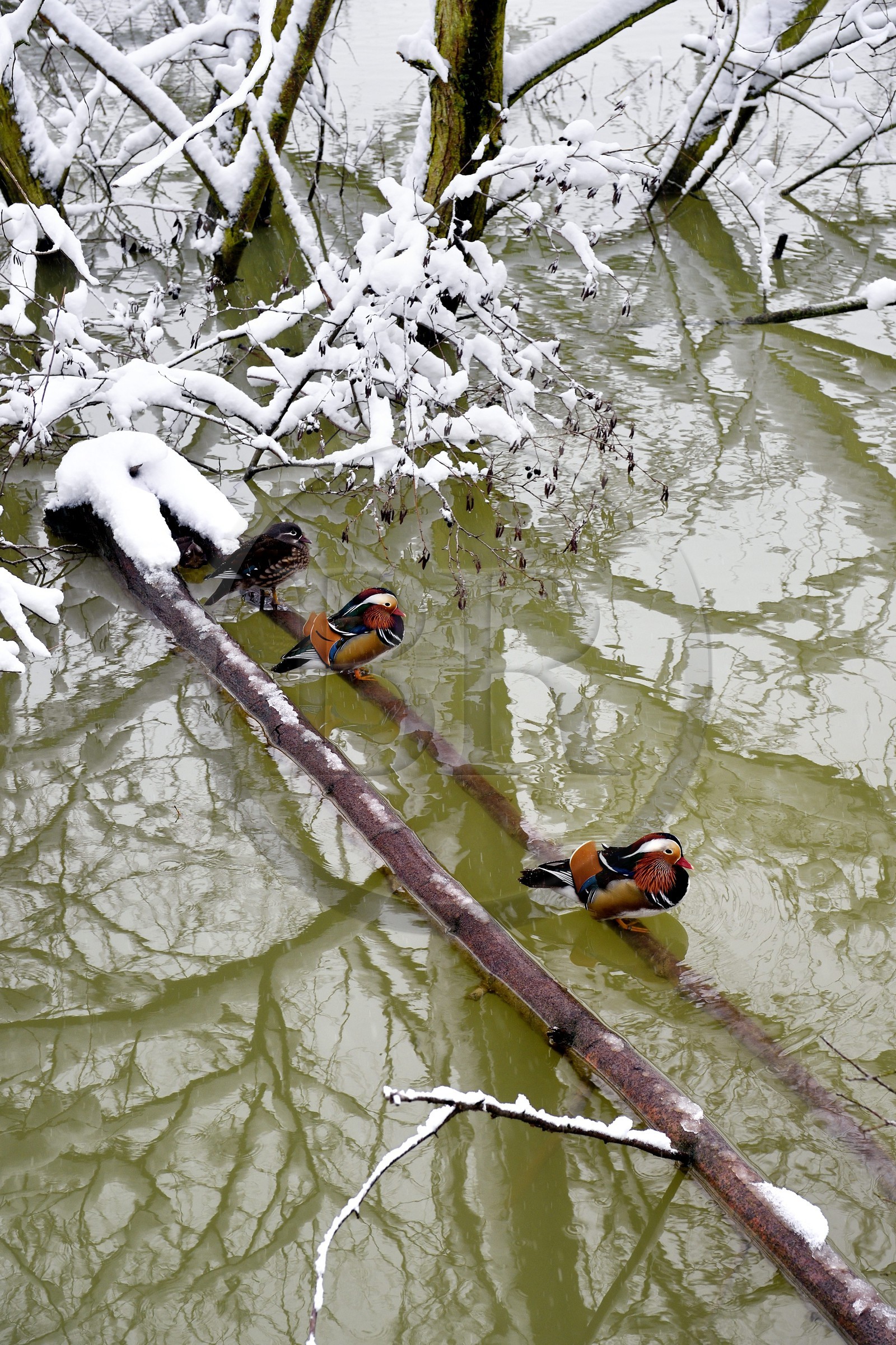 France, Val de Marne, the Marne riverside, Bry sur Marne, mandarin duck (Aix galericulata)