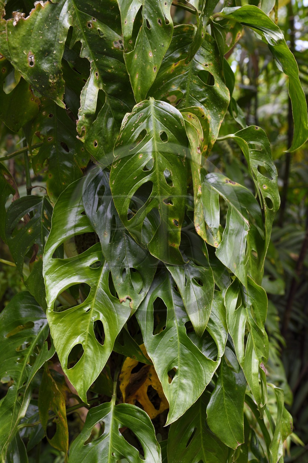 Nicaragua, Granada Department, Mombacho Volcano Nature Reserve, Monstera deliciosa leaves