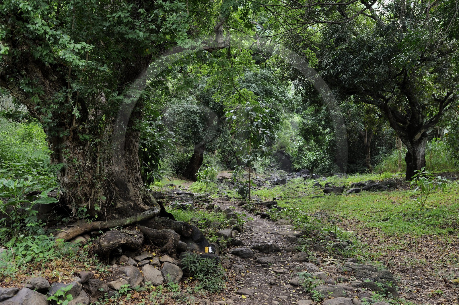 France, île de la Réunion, commune de Saint-Paul, le chemin du Tour des Roches, chemin vers Bassin Vital