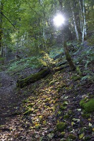 France, Haut-Rhin (68), Parc naturel régional des ballons des Vosges, randonneurs remontant de la vallée de Storckensohn vers le sommet de La Tête des Perches et Gazon Rouge en Lorraine